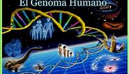 PPT - El Genoma Humano PowerPoint Presentation, free download - ID:5651597