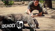 Meet the Largest Lizard on Earth | Deadly 60 | BBC Earth Kids