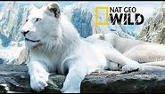 The Rare and Exotic Animals " White Lions"-[HD]National Geographic[Full Documentary]