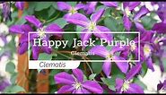 30 Seconds with Happy Jack® Purple Clematis