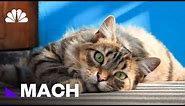 Your Cat Does Hear When You Call. It's Just Ignoring You, Study Says | Mach | NBC News