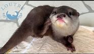 A Talking Otter with Delicious Meat.