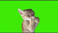cat laughing green screen ＃meme