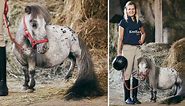 Meet the smallest horse in the world that's shorter than a greyhound
