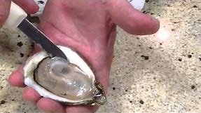 How to Open Oysters and serve on a half shell
