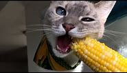 FUNNIEST Animals Eating 😲 😂 | Best Pets Compilation