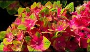 Hydrangea Forever & Ever® Pistachio // Amazing🧡💚PINK & PISTACHIO Mophead flowers on compact plants!