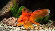 Top 10 Most Expensive Goldfish In The World
