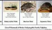 List of Mammals of Order Eulipotyphla Family Talpidae. mole shrew japanese featuring desman Echigo
