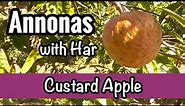 Annonas with Har | Custard Apple (Annona reticulata)