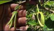 Detailed Guide: How to Pollinate Atemoya/Cherimoya/Annona Flowers
