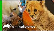 Cheetah Cubs Meet Their New Dog Best Friend! | The Zoo: San Diego