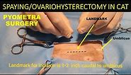 SPAYING/OVARIO-HYSTERECTOMY IN CAT | PYOMETRA SURGERY IN CAT | SURGERY SERIES | VET ISMAEEL OFFICIAL