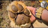 Would You Hold PAWS with a LION?!