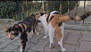 I've never seen so many cute calico cats together before.