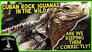 CUBAN ROCK IGUANAS IN THE WILD (are we keeping them correctly?)