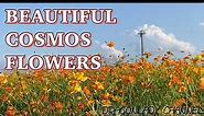 COSMOS FLOWERS •(4K UHD)RELAXING MUSIC ALONG WITH BEAUTIFUL FLOWER NATURE•4K ULTRAHD