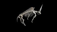Low-poly Elasmotherium skeleton