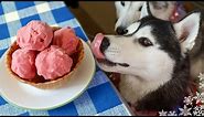 Strawberry Banana Ice Cream For Dogs! 🍦 Dog Ice Cream DIY 🍦