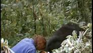 Dian Fossey, Digit's death