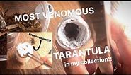 Unboxing the MOST VENOMOUS TARANTULAs in MY COLLECTION !!! ~ Feather Legged Baboons