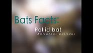 Bat Facts: Pallid Bat
