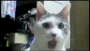Cat Shocking Reaction Meme Template