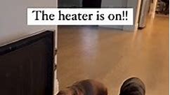 Dachshund pups drag their bed next to the heater