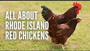 Rhode Island Red Chickens: Everything You Should Know