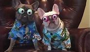 Dogs with funny glasses