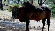 Aurochs: The Ancestor of Cattle