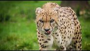 Cheetah - Full Hd-4K
