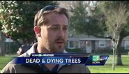 How to check if your tree is dead, dying