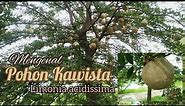 Mengenal Kawista si pohon langka (Limonia acidissima)