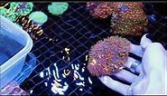 How to frag plate corals ! Dr. Dillon Tutorial