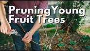 How To Prune Young Fruit Trees - Peach, Apple, Fig and more