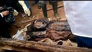 300 year old mummy founded near Vietnam | Egyptian style coffin