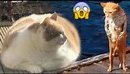 Fattest Cats |Funny Fat Cats Will Make You Laugh 😂 (2022)