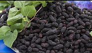 Modern Blackberry Agriculture Technology | Amazing Blackberry Harvesting & Blackberry Farming