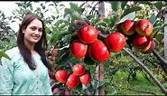 Apple Harvesting in Our Organic Orchard || Red Delicious🍎|| Kullu-Manali || Himachal Pradesh