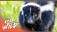 The Skunk: A Real Havoc 'Reeker' (Wildlife Documentary) | Wild America | Real Wild