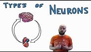 Types of Neurons - Structural and Functional Classes