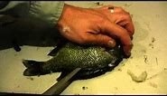 How to Fillet a Sunfish or any Panfish - Sunfish and Panfish Cleaning