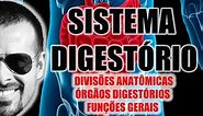 Sistema Digestório - Divisões anatômicas e órgãos digestivos - Anatomia Humana - VideoAula 024
