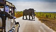 8 important things to know before a South African safaris - Lonely Planet
