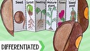 Life cycle of a bean plant foldable sequencing activity - cut and paste