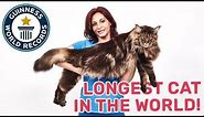 Barivel: The Longest Cat in the World! - Guinness World Records