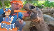 Blippi Visits a Zoo! | Learn About Animals For Kids | Educational Videos for Toddlers
