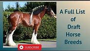 A Full List of Draft Horse Breeds