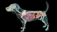 Glass Dog Anatomy